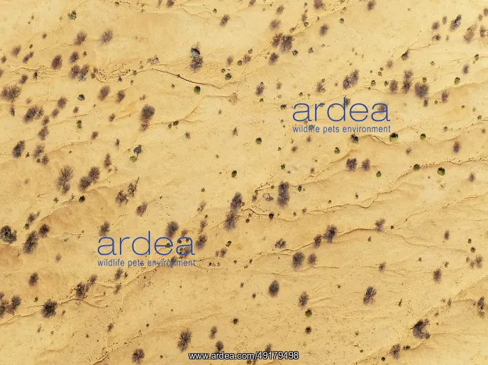 : Arid desert plain with sparse vegetation : Arid desert plain with sparse vegetation