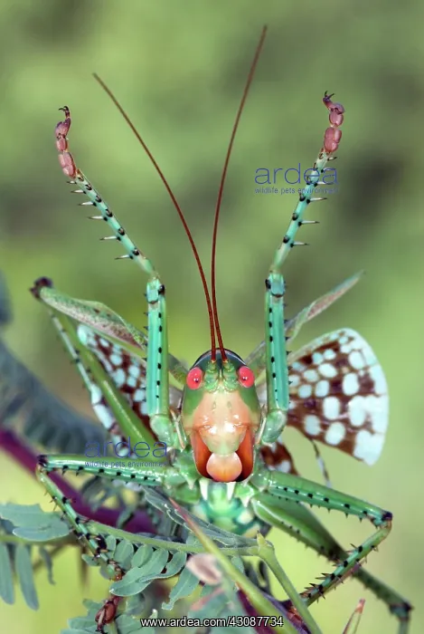 : Arid-land Predaceous Katydid : Arid-land Predaceous Katydid