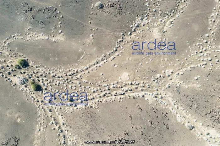  : Arid land after years of drought grown with hardy petal bush