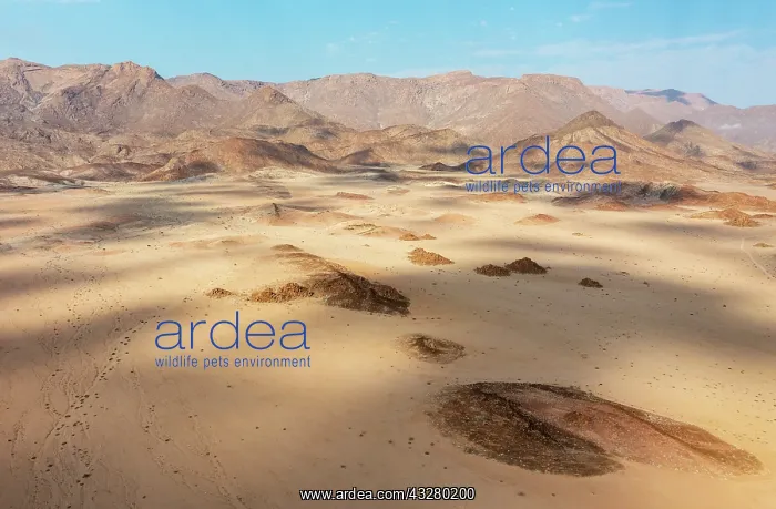 : Arid plains and the Brandberg, Namibias highest mountain. A : Arid plains and the Brandberg, Namibias highest mountain. A