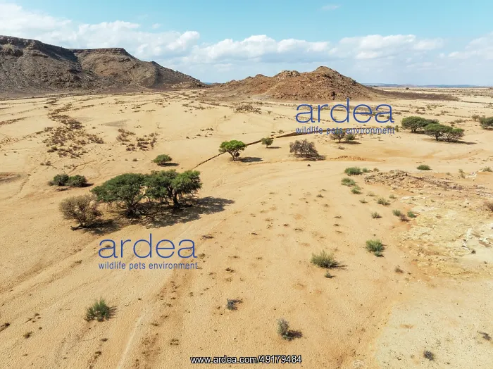 : Arid plains and camelthorn trees (Vachellia erioloba) in the Gondwana Canyon Park : Arid plains and camelthorn trees (Vachellia erioloba) in the Gondwana Canyon Park