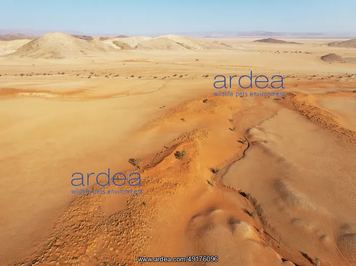 : Arid plains grown with camelthorn trees (Vachellia erioloba) : Arid plains grown with camelthorn trees (Vachellia erioloba)