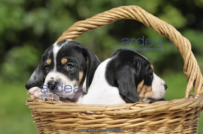 : Ariegeoirs two puppies in a wicker basket : Ariegeoirs two puppies in a wicker basket