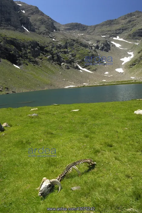 : Aries carcass devoured by Wolves Italian Alps : Aries carcass devoured by Wolves Italian Alps