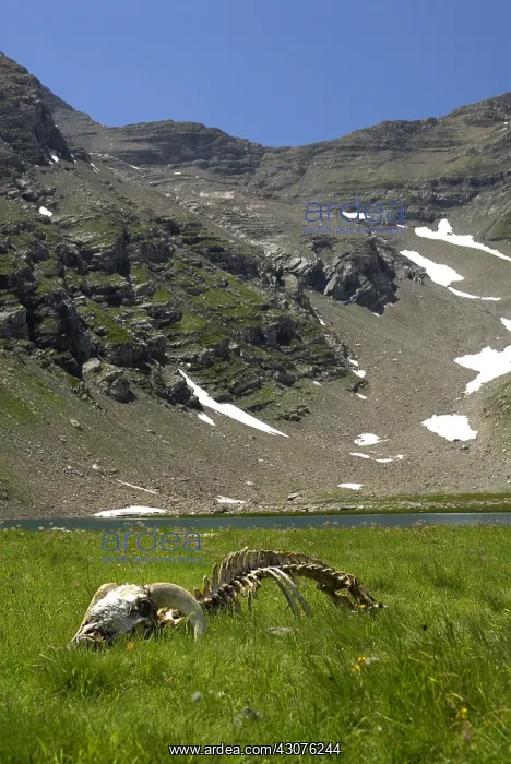 : Aries carcass devoured by Wolves Italian Alps : Aries carcass devoured by Wolves Italian Alps