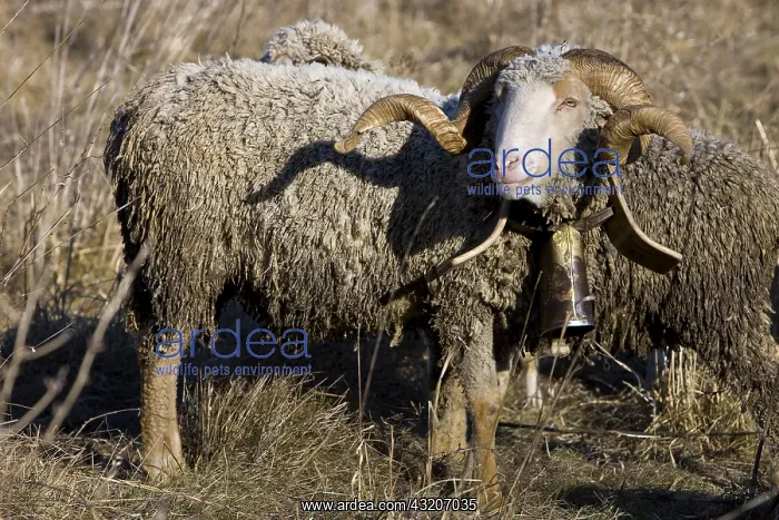 : Aries Merino Arles with a bell Provence France : Aries Merino Arles with a bell Provence France