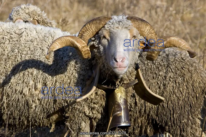 : Aries Merino Arles with a bell Provence France : Aries Merino Arles with a bell Provence France