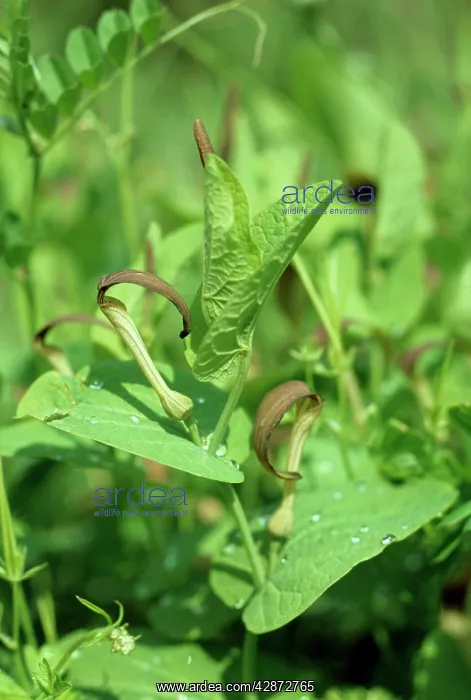  : Aristolochia