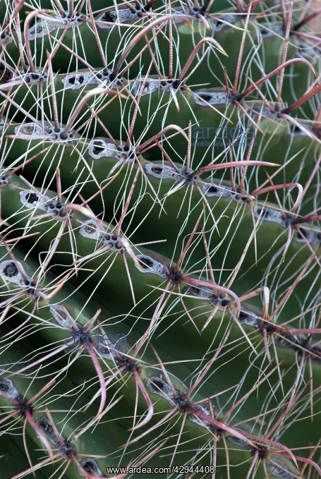 : Arizona Barrel Cactus - Close up of spines : Arizona Barrel Cactus - Close up of spines