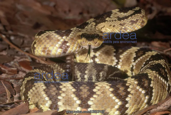 : Arizona Blacktailed Rattlesnake : Arizona Blacktailed Rattlesnake