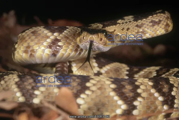 : Arizona Blacktailed Rattlesnake : Arizona Blacktailed Rattlesnake