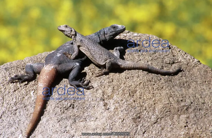 : Arizona Chuckwalla : Arizona Chuckwalla