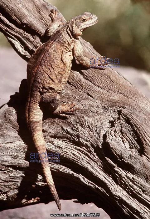 : ARIZONA CHUCKWALLA : ARIZONA CHUCKWALLA