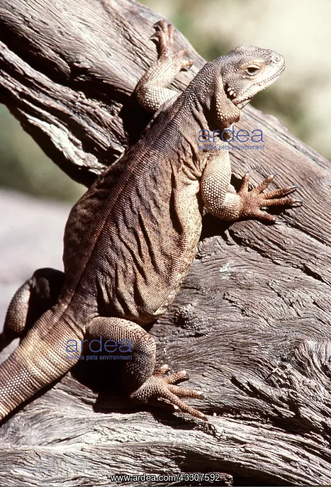 : ARIZONA CHUCKWALLA - on tree : ARIZONA CHUCKWALLA - on tree