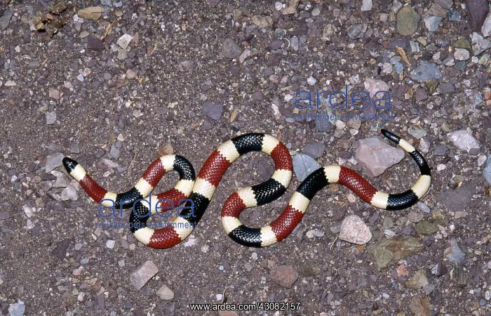 : Arizona Coral Snake : Arizona Coral Snake