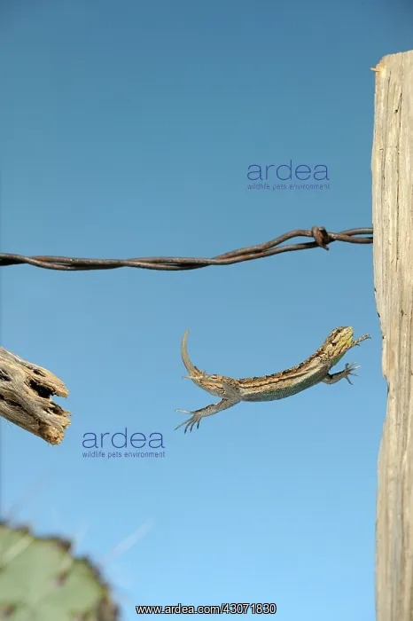 : Arizona Fence Lizard : Arizona Fence Lizard