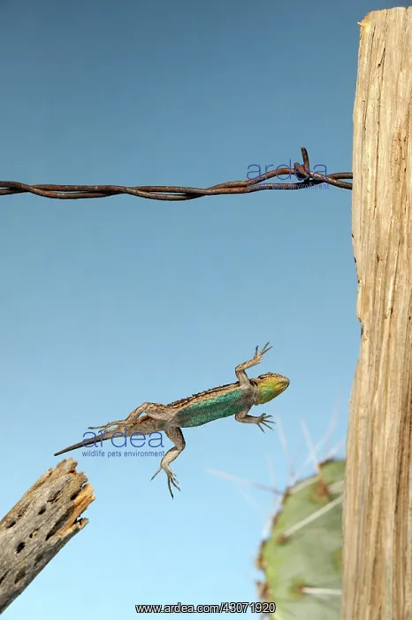 : Arizona Fence Lizard : Arizona Fence Lizard