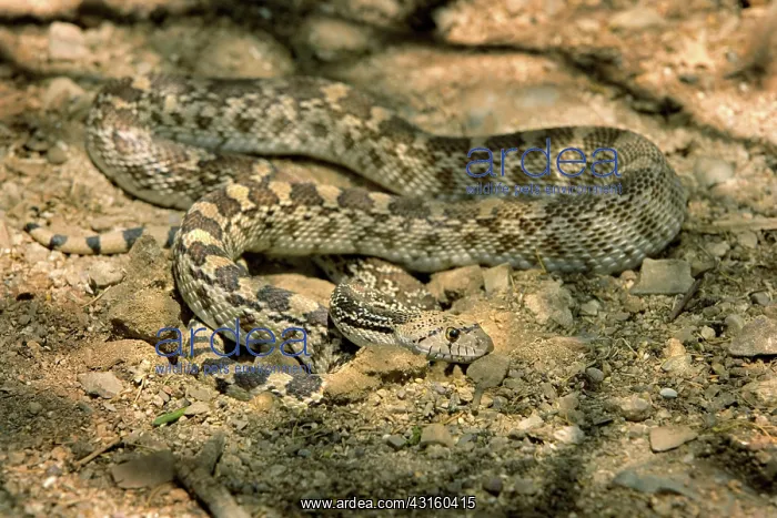 : Arizona Gopher Snake : Arizona Gopher Snake
