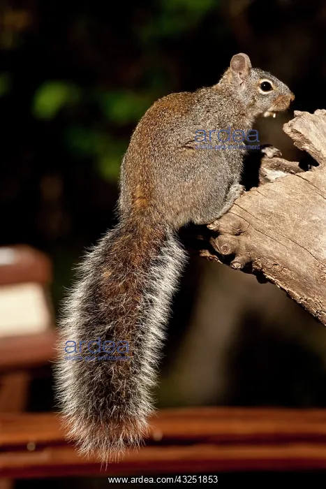 : Arizona Gray Squirrel, Sciurus arizonensis : Arizona Gray Squirrel, Sciurus arizonensis