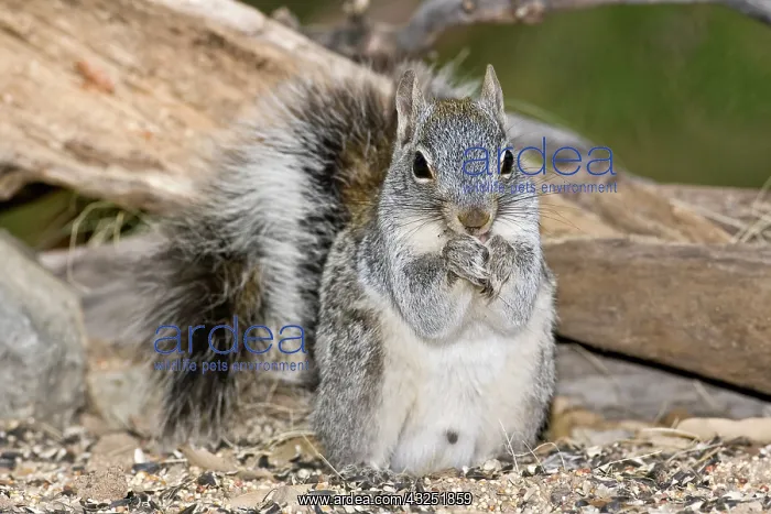 : Arizona Gray Squirrel, Sciurus arizonensis : Arizona Gray Squirrel, Sciurus arizonensis