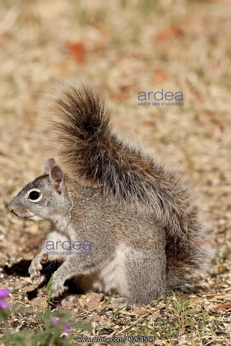 : Arizona Gray Squirrel, Sciurus arizonensis : Arizona Gray Squirrel, Sciurus arizonensis