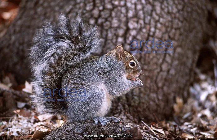 : ARIZONA GREY SQUIRREL - eating : ARIZONA GREY SQUIRREL - eating