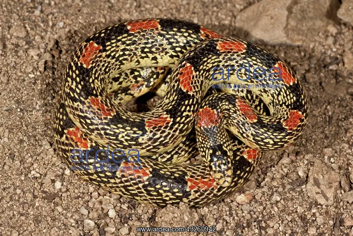  : Arizona Long-nose Snake, Rhinocheilus lecontei