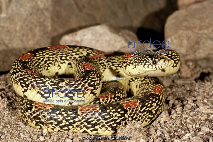: Arizona Long-nose Snake, Rhinocheilus lecontei : Arizona Long-nose Snake, Rhinocheilus lecontei