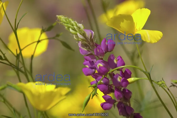  : Arizona Lupine and gold poppy - a violet coloured