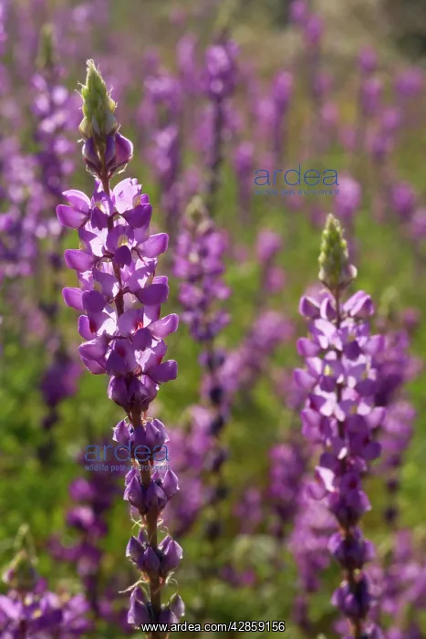 : Arizona Lupine - spring : Arizona Lupine - spring