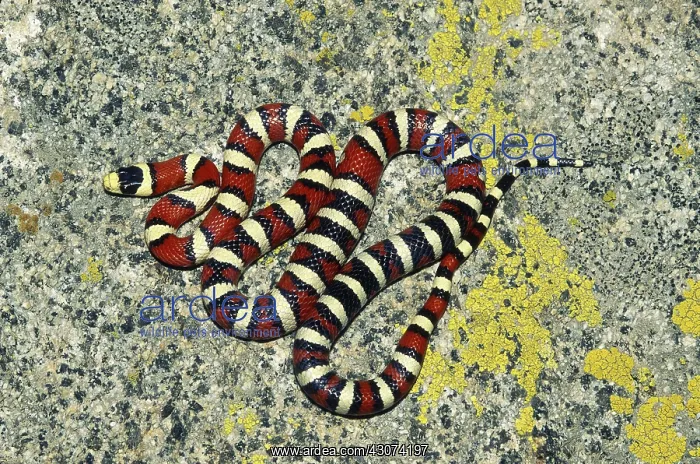 : Arizona Mountain Kingsnake : Arizona Mountain Kingsnake