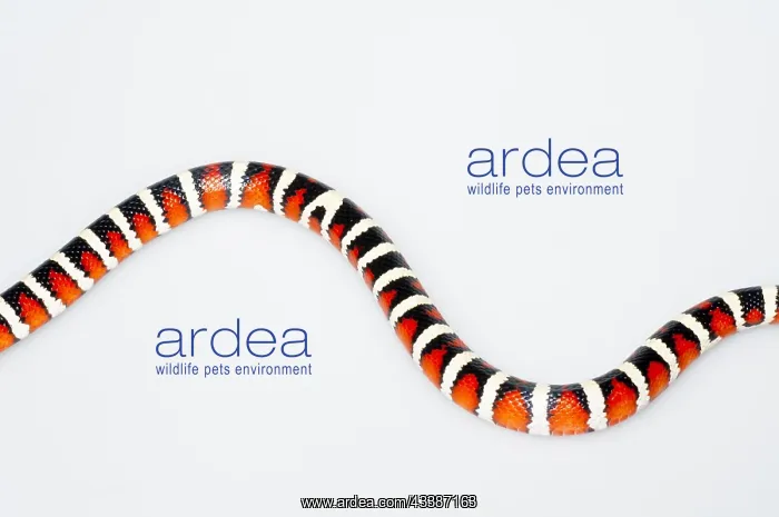 : Arizona mountain kingsnake (Lampropeltis pyromelana) : Arizona mountain kingsnake (Lampropeltis pyromelana)