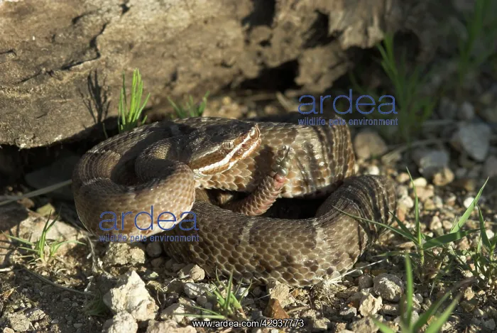 : Arizona Ridge-nosed Rattlesnake : Arizona Ridge-nosed Rattlesnake