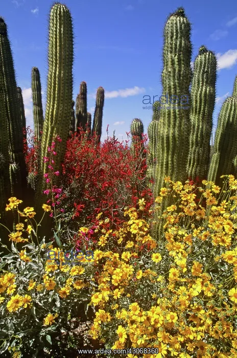 : Arizona-Sonora Desert Museum : Arizona-Sonora Desert Museum