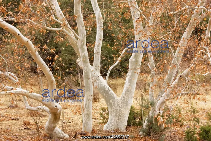 : Arizona Sycamores (plane trees) in winter : Arizona Sycamores (plane trees) in winter