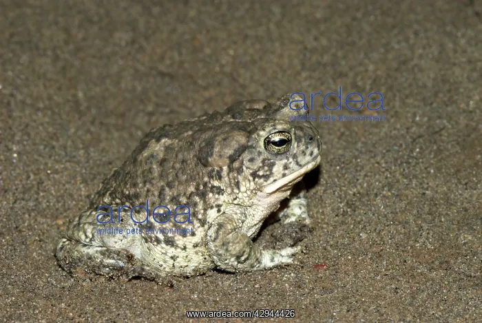 : Arizona Toad - This is a subspecies Southwestern Toad : Arizona Toad - This is a subspecies Southwestern Toad
