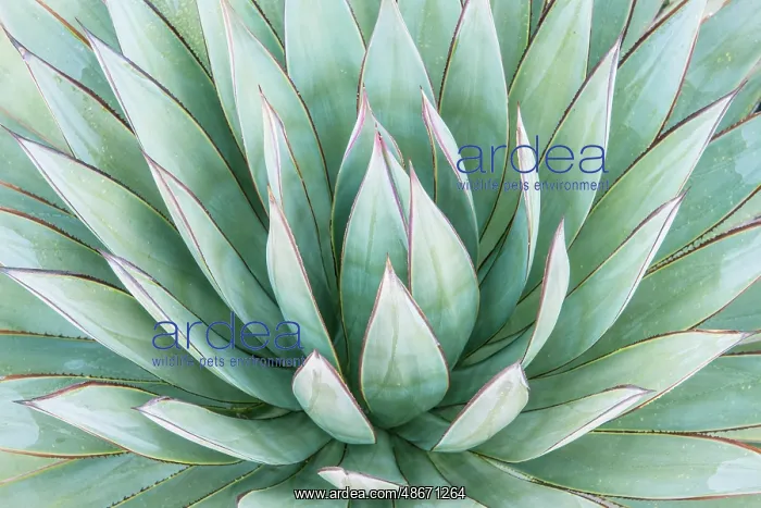  : Arizona, Tucson. Tucson Botanical Garden, agave