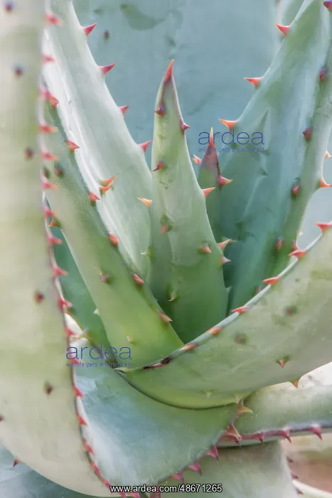 : Arizona, Tucson. Tucson Botanical Garden, aloe : Arizona, Tucson. Tucson Botanical Garden, aloe