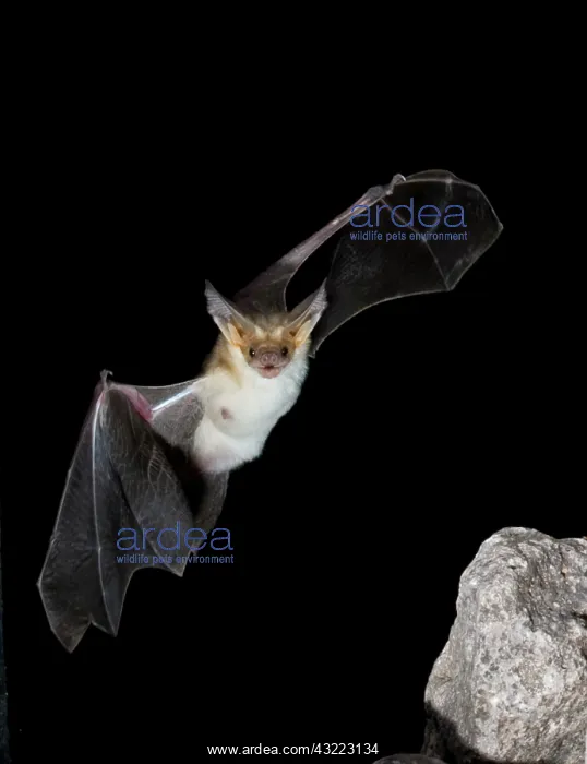 : Arizona, USA, Pallid Bat, Antrozous pallidus : Arizona, USA, Pallid Bat, Antrozous pallidus
