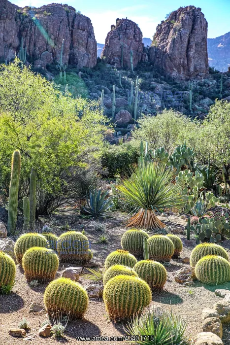 : Arizona, USA. Saguaro Cactus : Arizona, USA. Saguaro Cactus