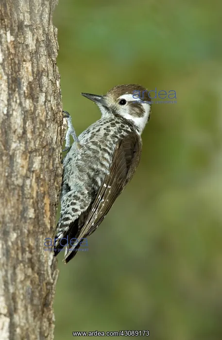 : Arizona Woodpecker : Arizona Woodpecker