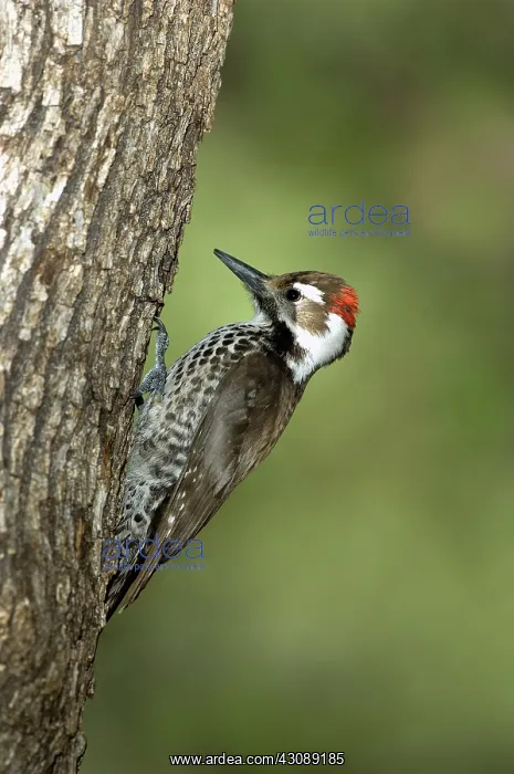 : Arizona Woodpecker : Arizona Woodpecker
