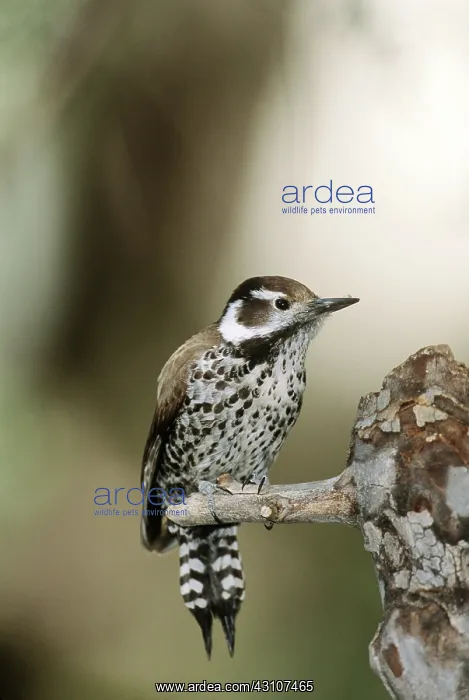 : Arizona Woodpecker : Arizona Woodpecker