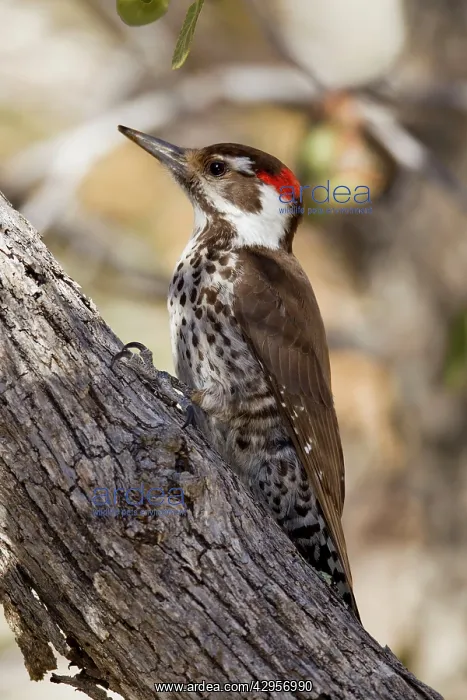 : Arizona Woodpecker - (formerly known as Strictland's : Arizona Woodpecker - (formerly known as Strictland's