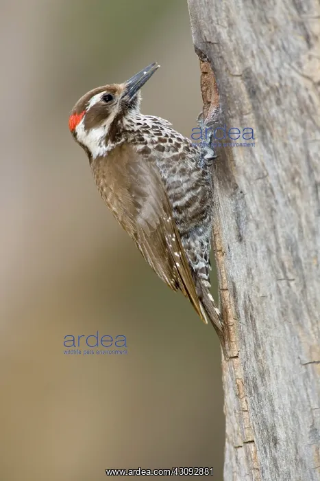  : Arizona Woodpecker (Picoides arizonae)