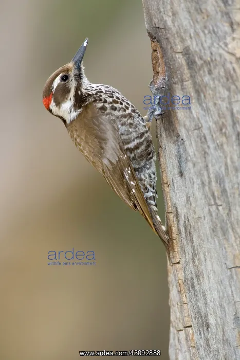 : Arizona Woodpecker (Picoides arizonae) : Arizona Woodpecker (Picoides arizonae)