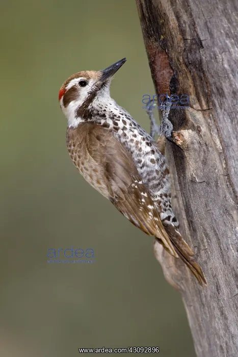 : Arizona Woodpecker (Picoides arizonae) : Arizona Woodpecker (Picoides arizonae)