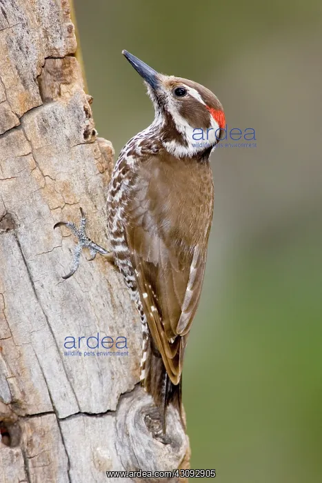 : Arizona Woodpecker (Picoides arizonae) : Arizona Woodpecker (Picoides arizonae)