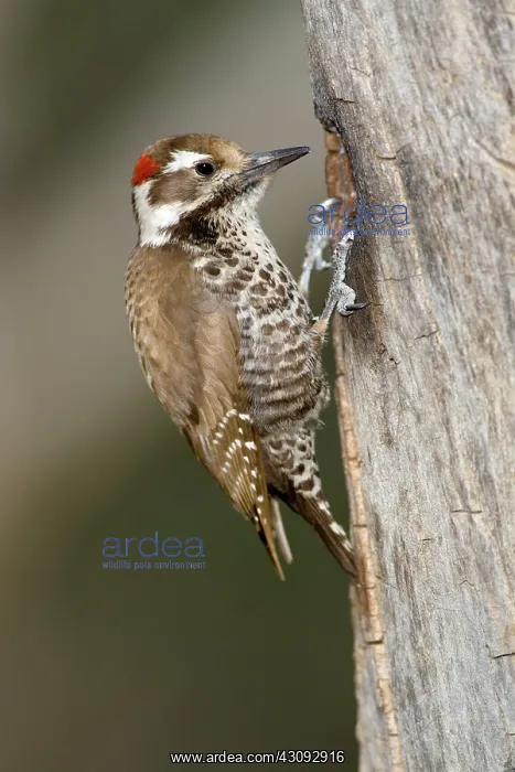 : Arizona Woodpecker (Picoides arizonae) : Arizona Woodpecker (Picoides arizonae)