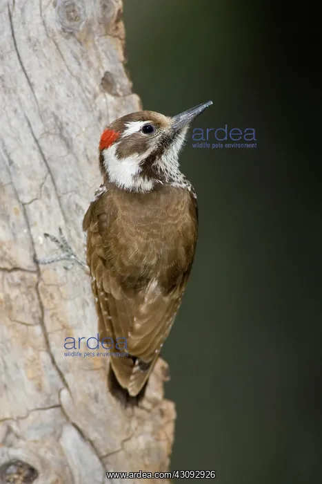 : Arizona Woodpecker (Picoides arizonae) : Arizona Woodpecker (Picoides arizonae)